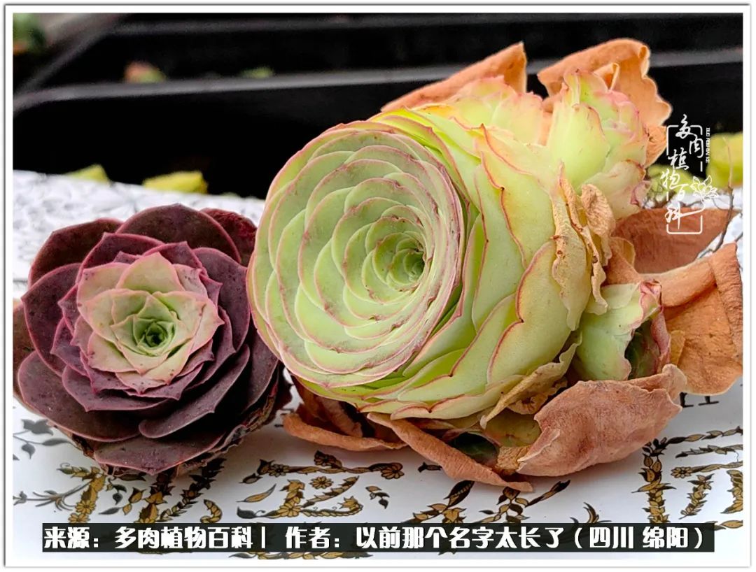 夏天山地玫瑰,小清新山地玫瑰