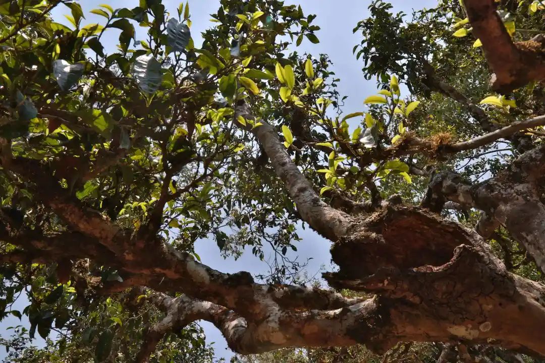 普洱茶各大山头的特性和口感图文,普洱茶老茶头的口感特点有哪些