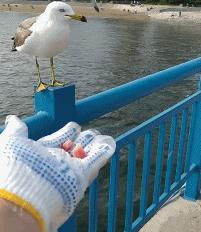 喂过一次大连海鸥，人类就要为自己的弱小羞愧