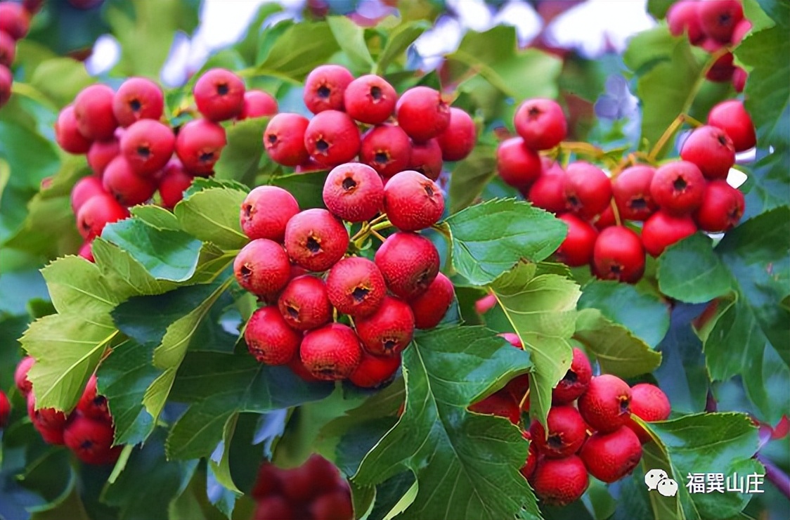 药食同源山楂教案,药食同源山楂怎么吃