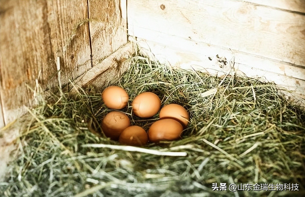母鸡下软壳蛋吃什么改善,母鸡下软壳蛋是怎么回事