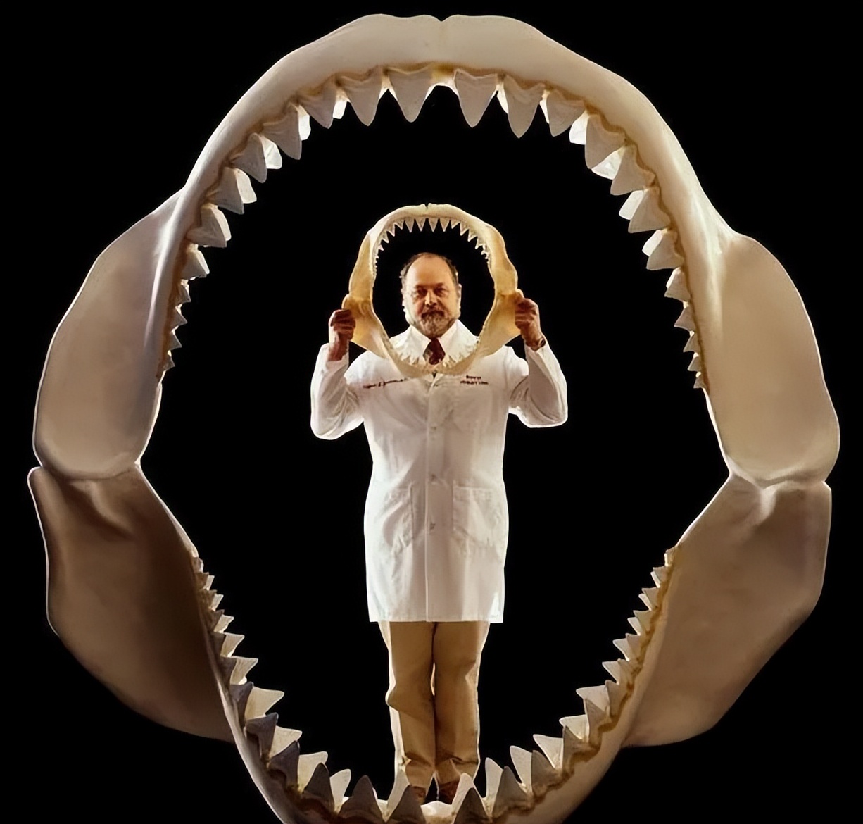 各种古生物化石图片,神秘的地球古生物昆虫化石