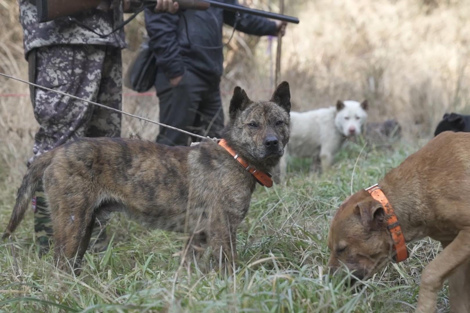 野猪泛滥招募猎人,野猪悬赏地区