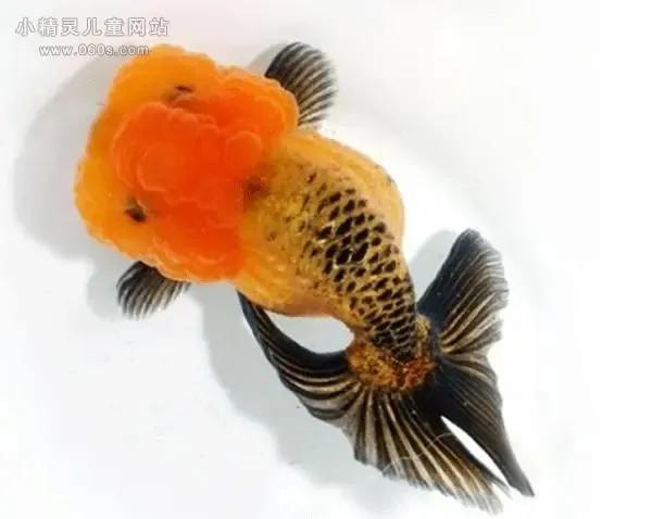 各种漂亮鱼的名称及图片,漂亮可爱的海水观赏鱼