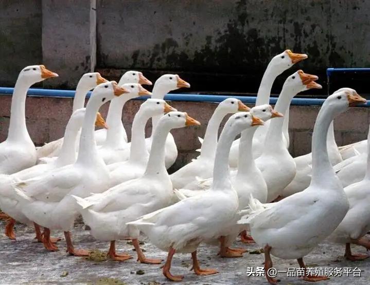 今年下半年种鹅价格走势如何,鹅价几月份最低