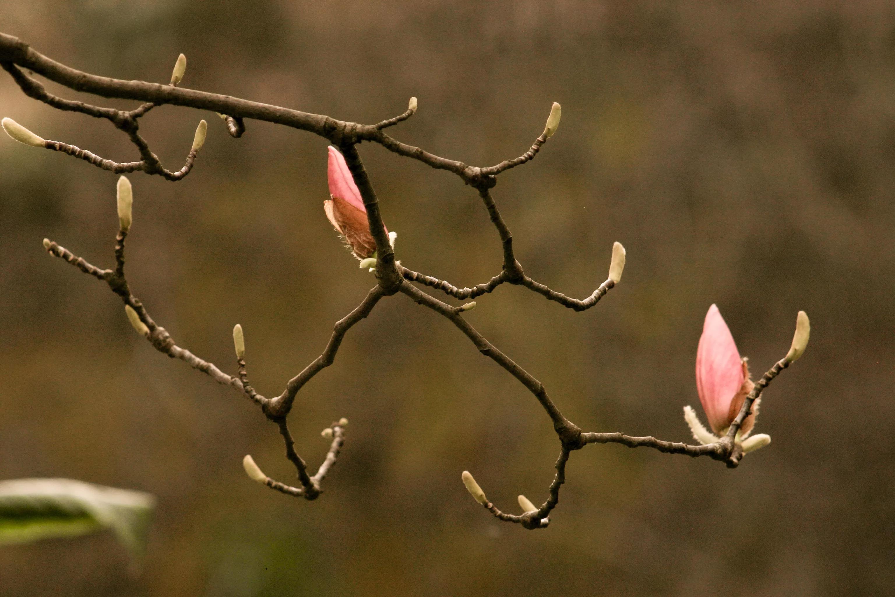 佳能入门机器能拍出好照片,佳能300d入门级