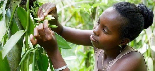 美洲香荚兰,墨西哥香荚兰
