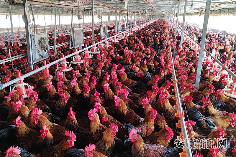 西秀区杨武乡：抓住“鸡”遇助农致富