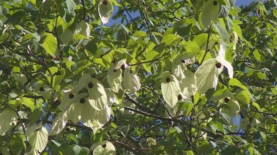 昭觉美姑,美姑路况