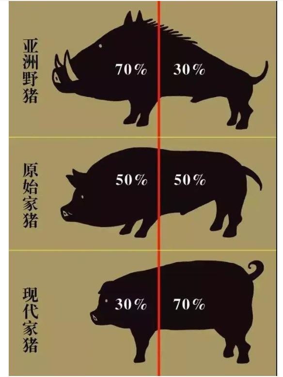 猪为什么是蛇的天敌呢,猪为什么怕蛇的天敌