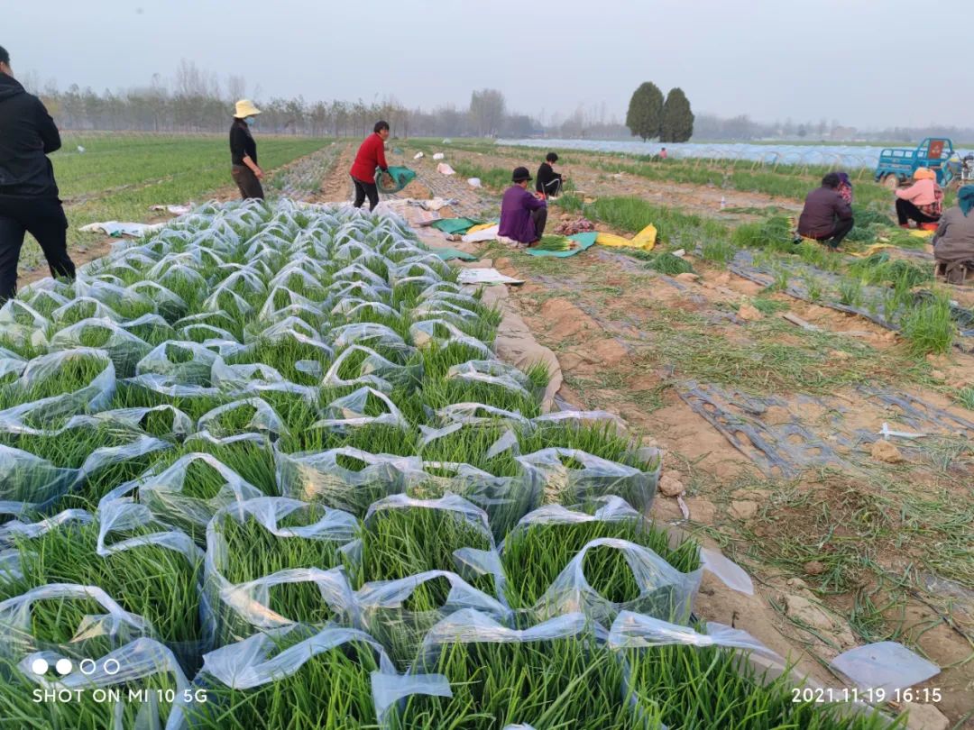 城市白领到年卖10万吨大蒜的女强人，河南杞县女老板林林如何做到