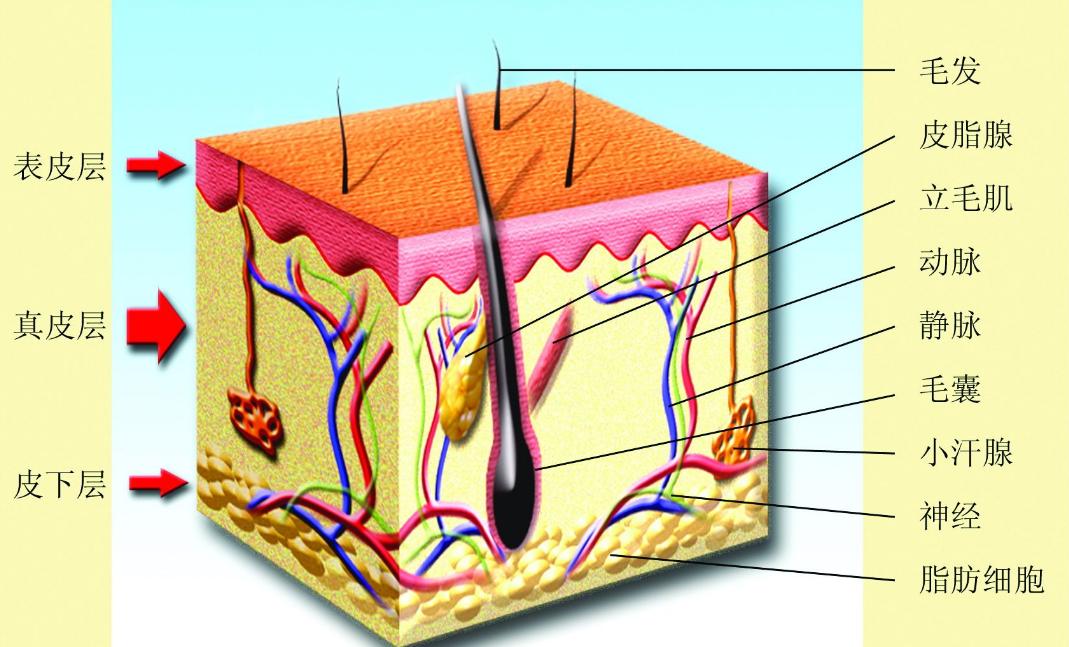 阴毛有什么用？越来越少了意味着啥？到底能不能刮？医生讲出实情