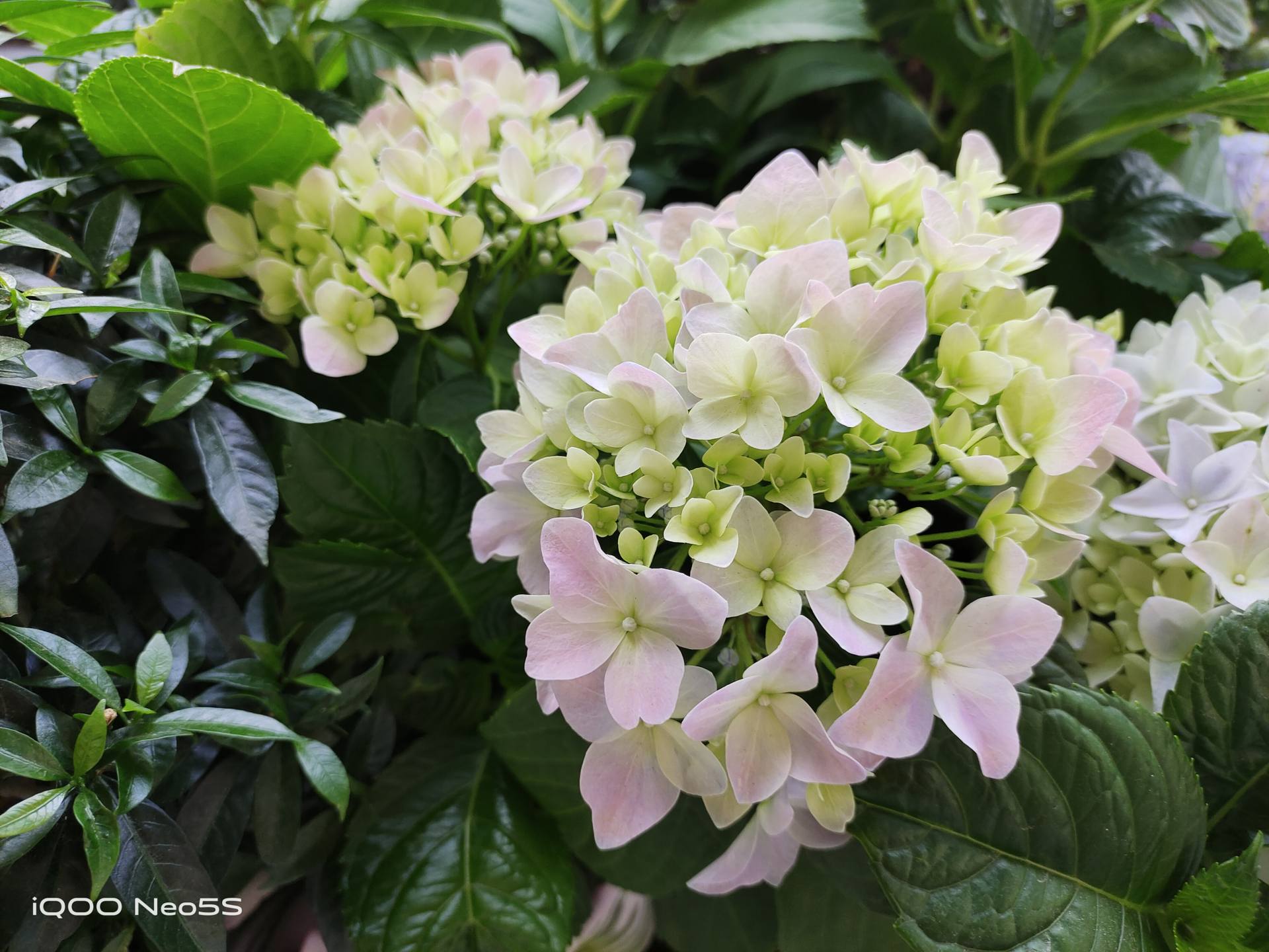 iqooneo5s一小时游戏实测,买iqooneo5s顶配值得吗