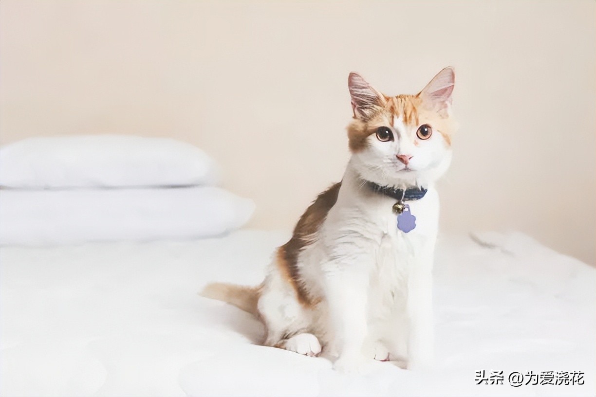 宠物发情怎么办,宠物发情期怎么护理