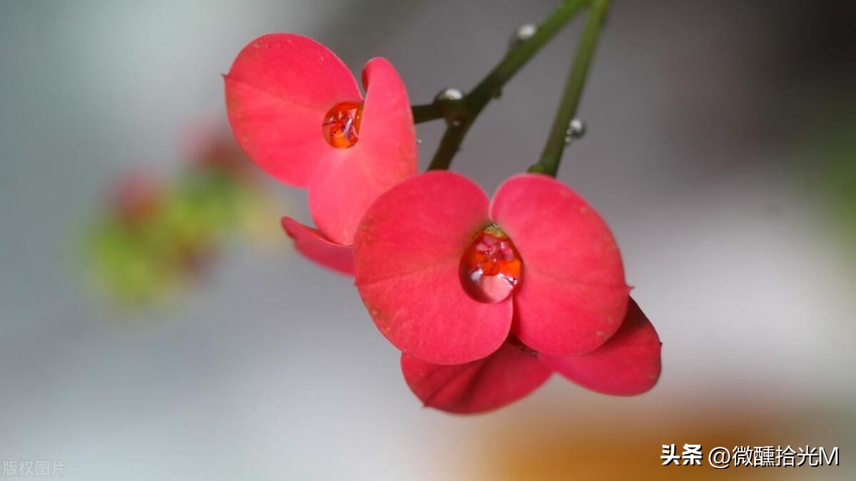 推荐10种最适合夏天养的花,君子兰开花时夏天几天浇一次水