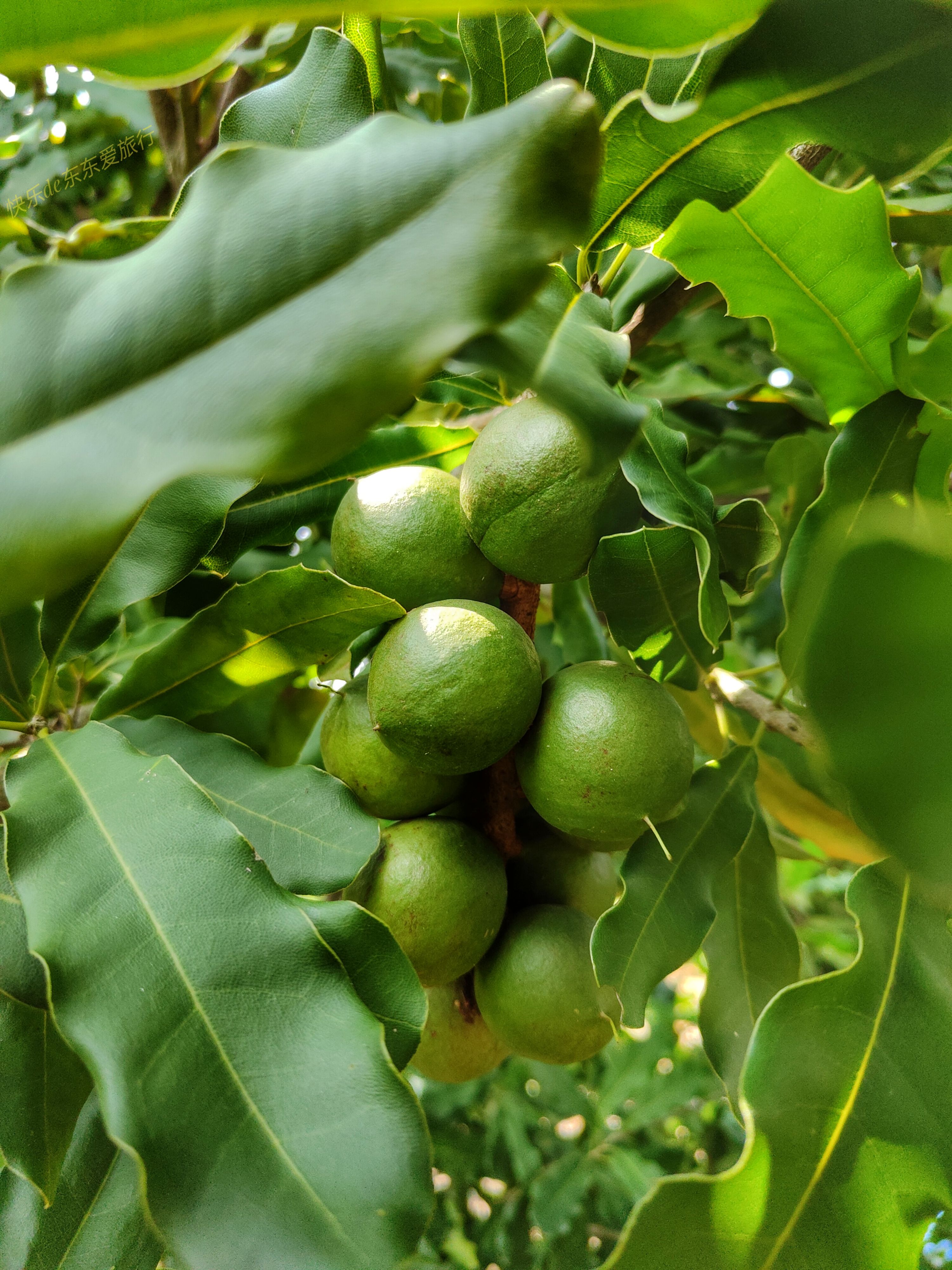 澳洲坚果采摘视频,澳洲坚果摘果