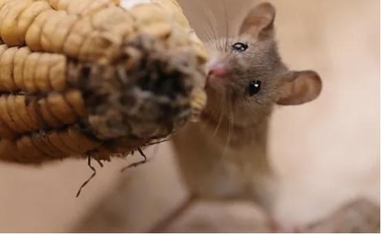 养鸡场数十只小鸡一夜被咬死，凶手竟是老鼠？普通耗子那么厉害？