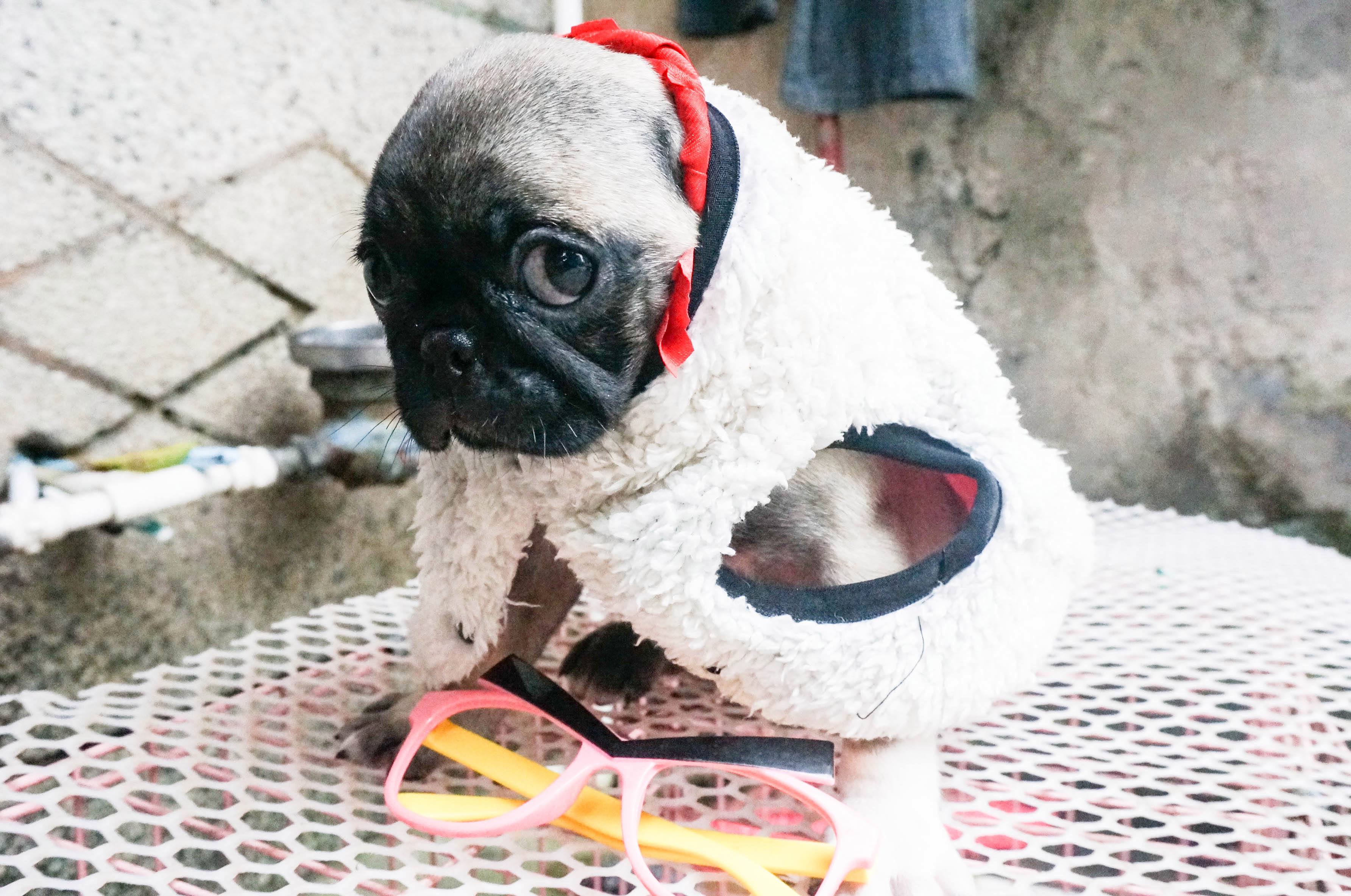 巴哥犬的7大优点,细数巴哥犬的五大缺点