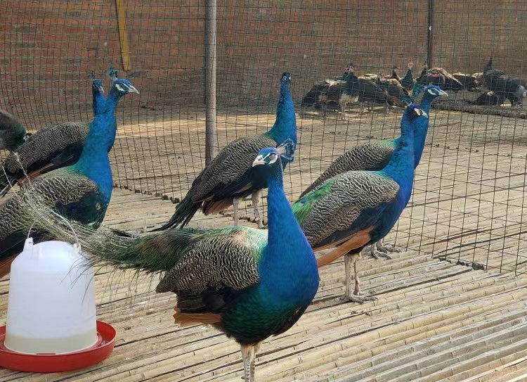 养孔雀赚钱吗真实收入,在农村养孔雀挣钱