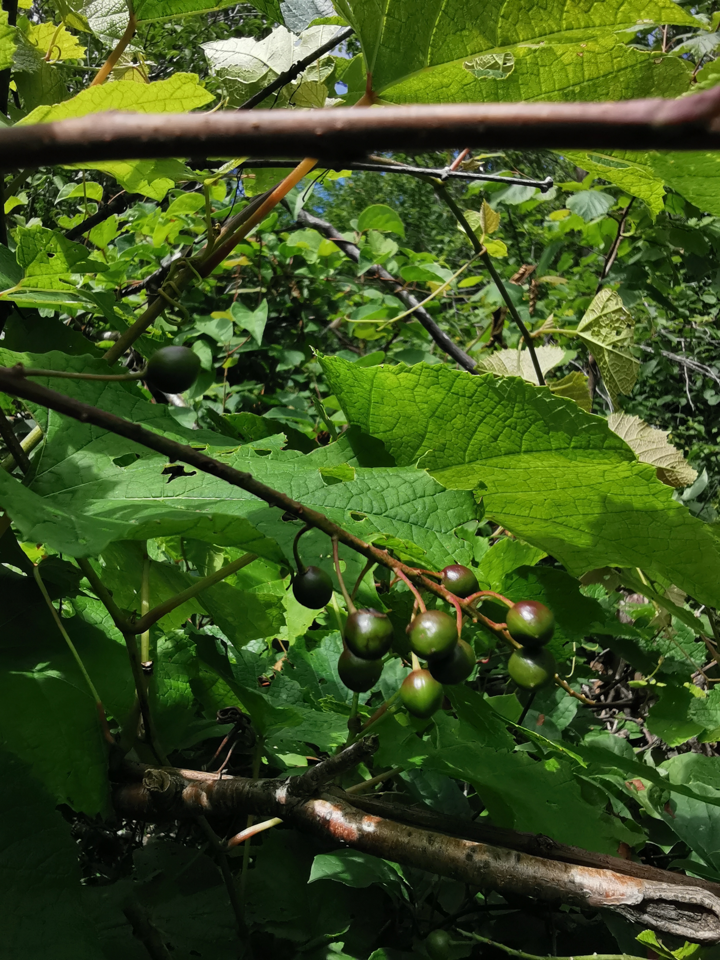 探秘摩艾石像,探秘摩迈尔洞穴