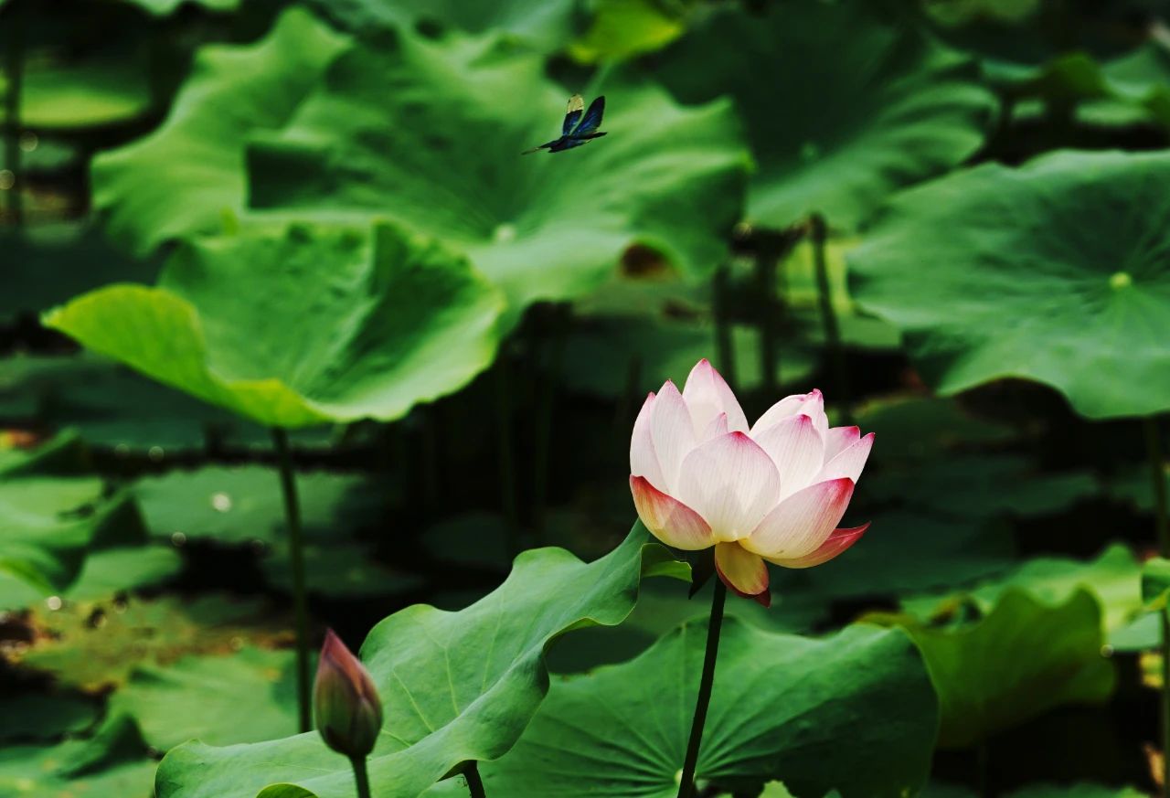 郑州赏荷,郑州赏荷最佳路线图