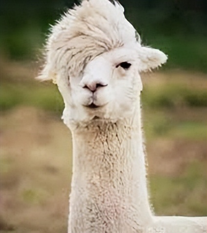 带父母怎么移居加拿大,怎么说服父母去加拿大留学