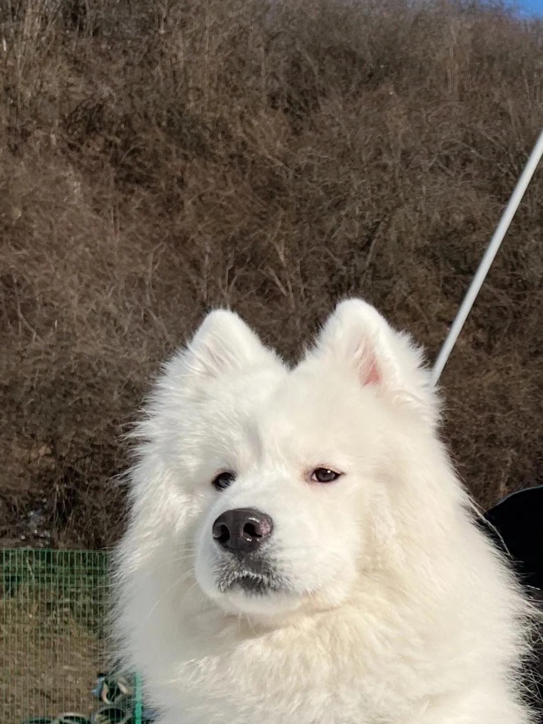 愿我们的世界总有你——狗狗一生的自述