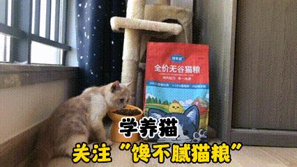 缅因猫缺营养对毛发有什么影响,缅因猫吃什么最容易爆毛