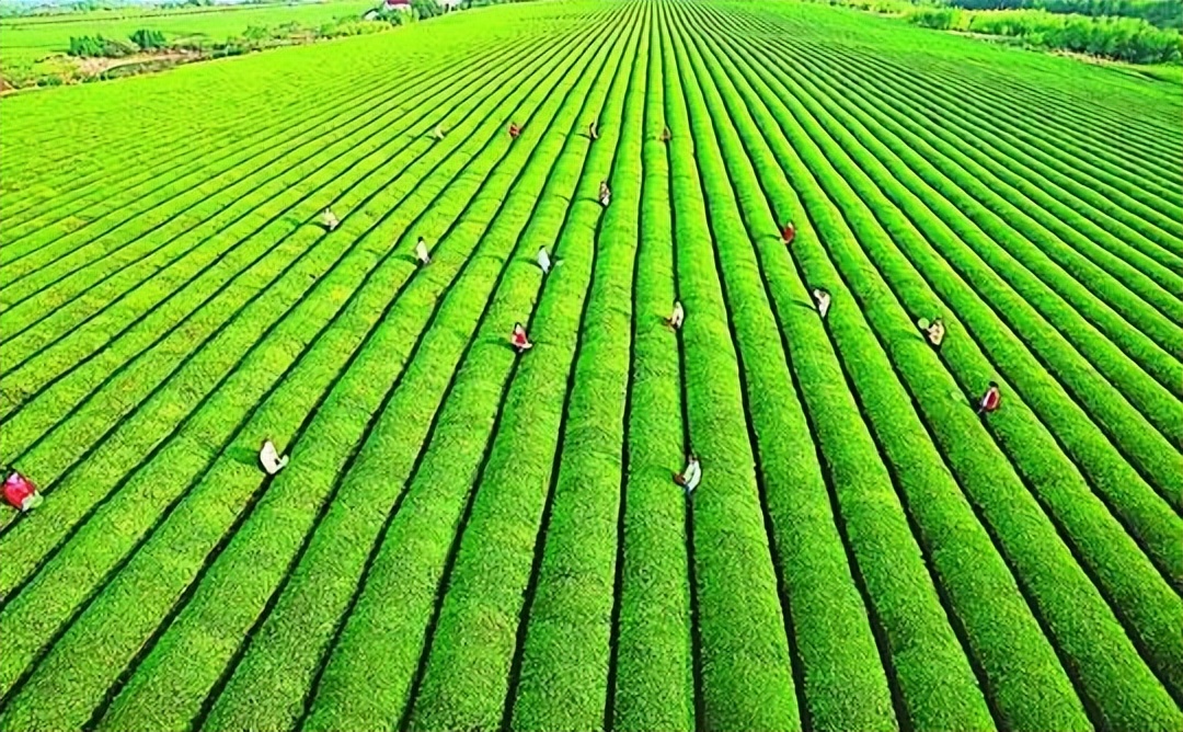 农业生态补偿机制,从生态效益说生态补偿的优缺点