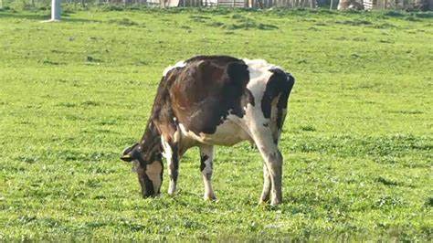 挤压豌豆作为有机高山农场奶牛饲料，为奶牛提供大豆蛋白是否可行
