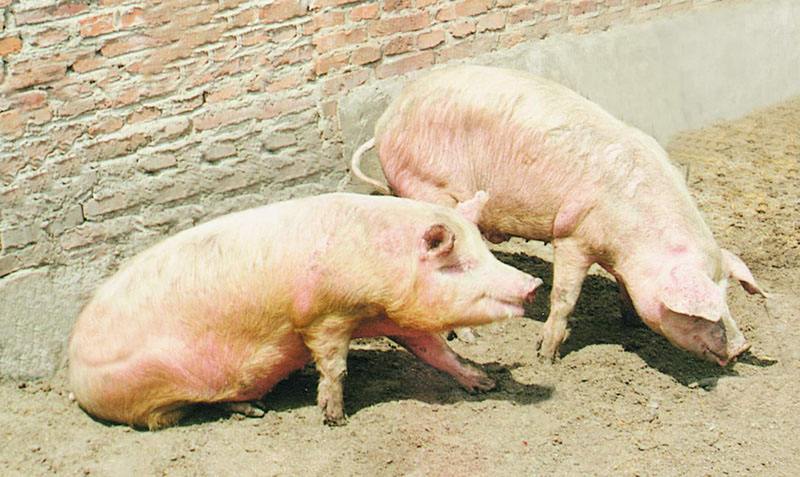 猪得了口蹄疫怎样好得快,猪o型口蹄疫和a型口蹄疫的区别