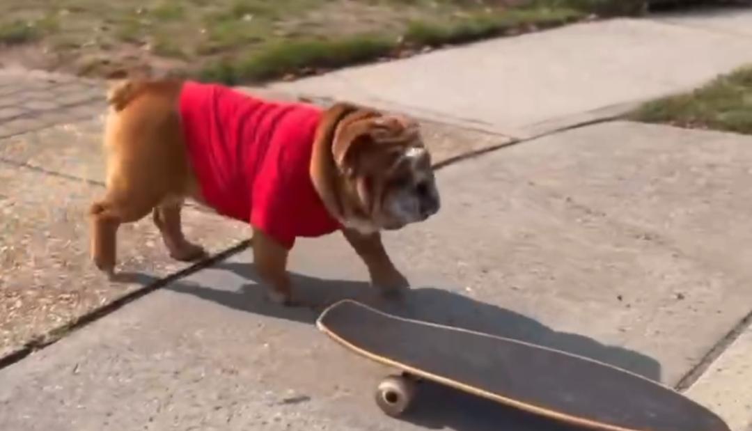 在北美，狗比人还“卷”？