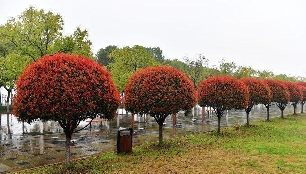 22年前,森禾从美国引进红叶石楠,一年小苗就卖了4亿元