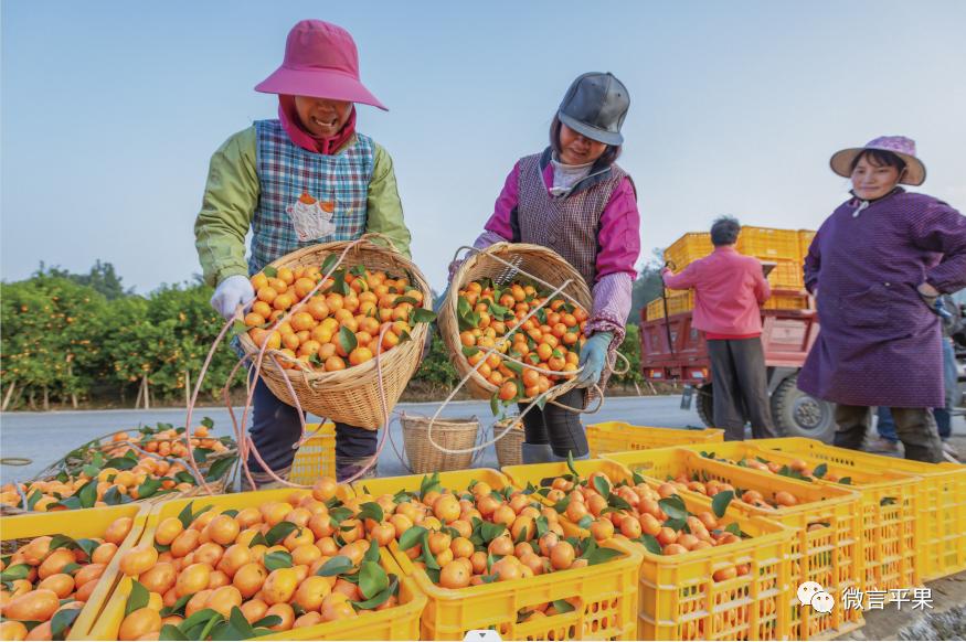 广西平果：开拓进取创新业砥砺前行展宏图