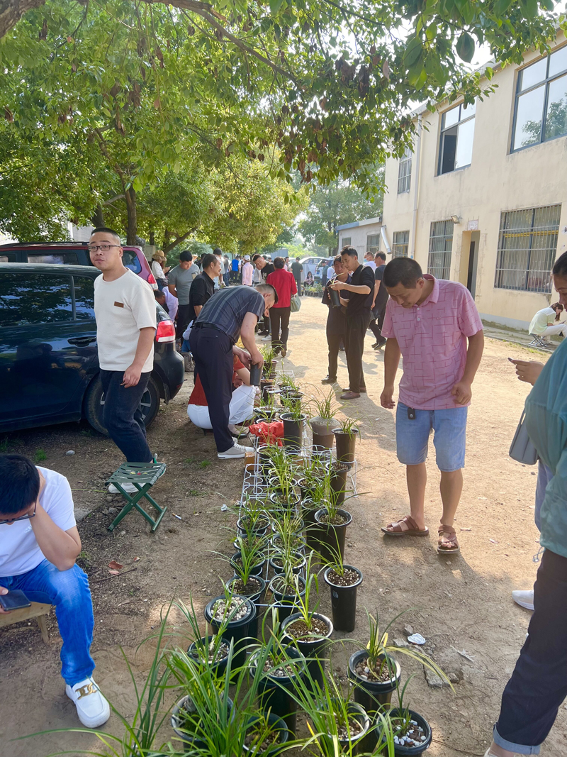 兰花交易,兰花交易市场视频大全