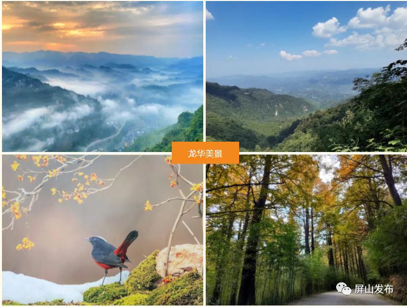 深圳最好吃的竹笋,深圳最正宗的竹笋