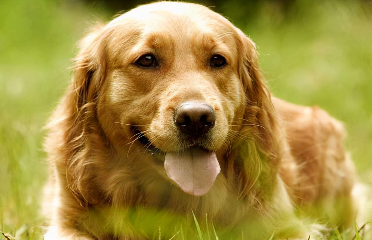 狗狗吃了草之后呕吐是什么原因,狗狗频繁吃草呕吐是什么原因