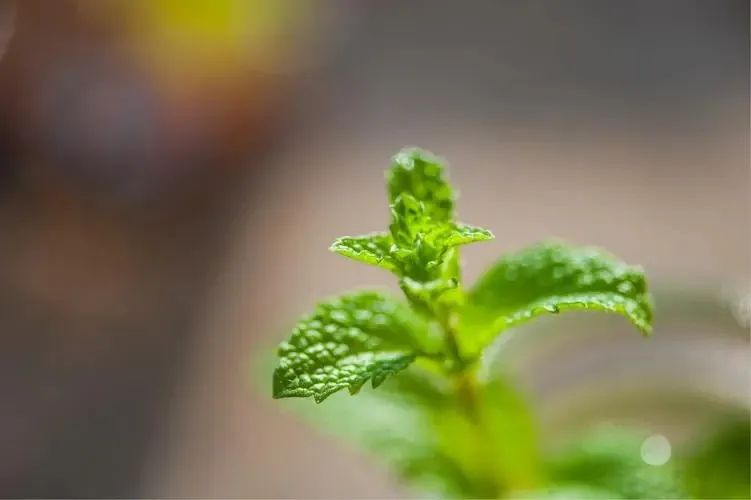 万物有灵|知我清凉疗痛伤——薄荷