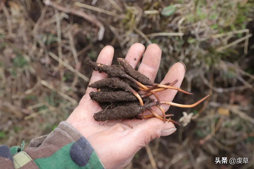 鲜虫草正当季,鲜虫草采收