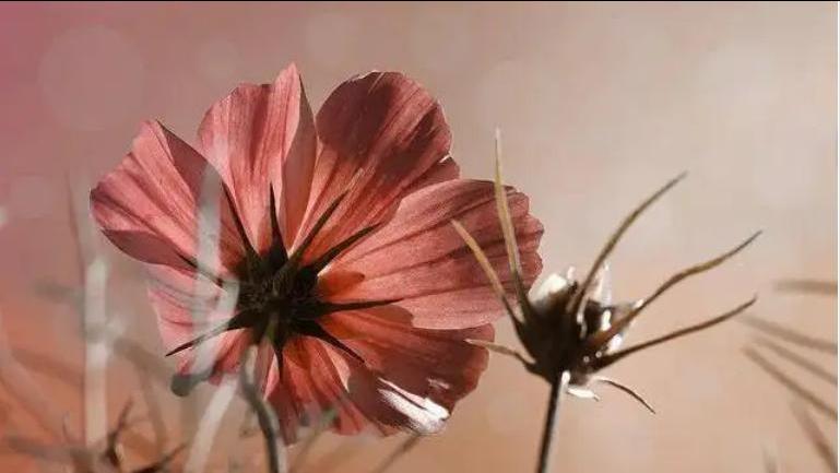 遇到小人是大度还是反击,怎样对待小人的算计