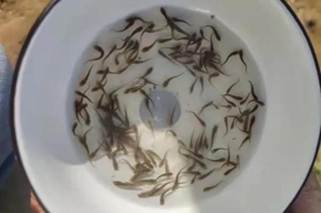 泥鳅冬季开花的养殖技术,泥鳅开花做法