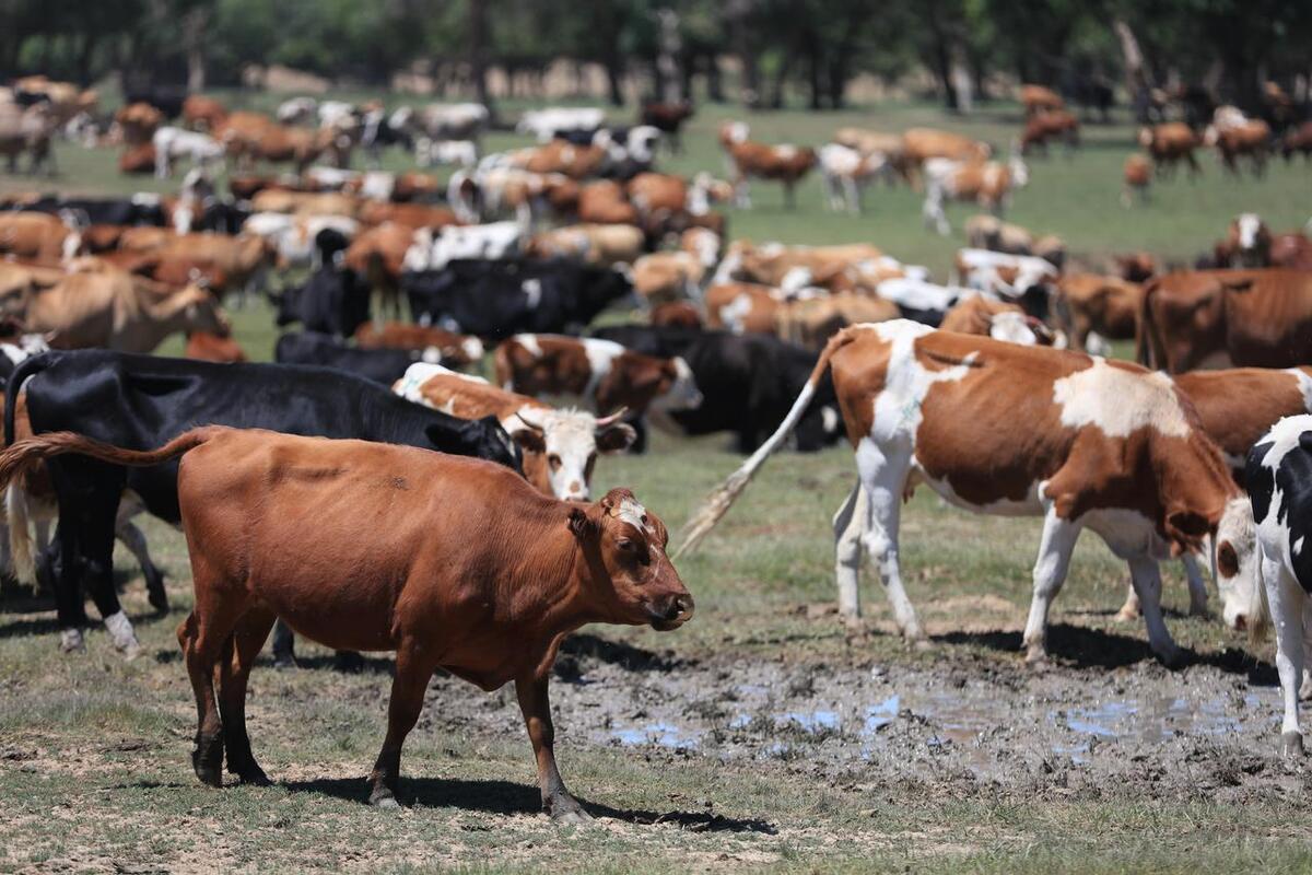育肥牛最快的催肥方法,育肥牛的养殖方法和技术视频教程
