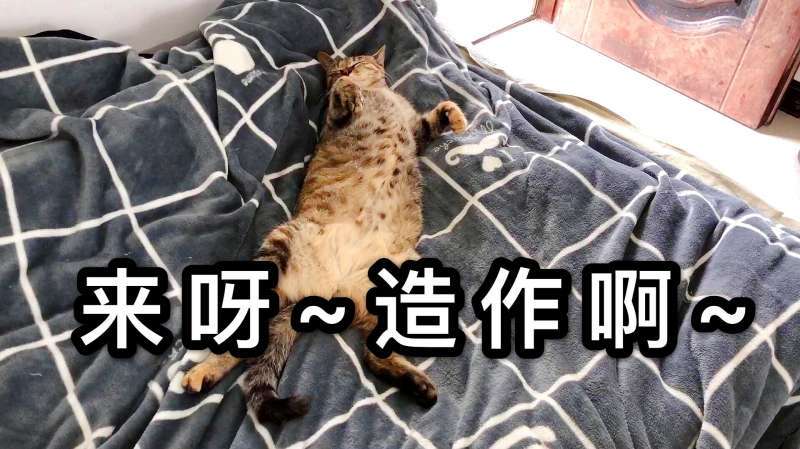 猫咪躺下露肚子代表什么,原来猫咪露肚子有这些含义
