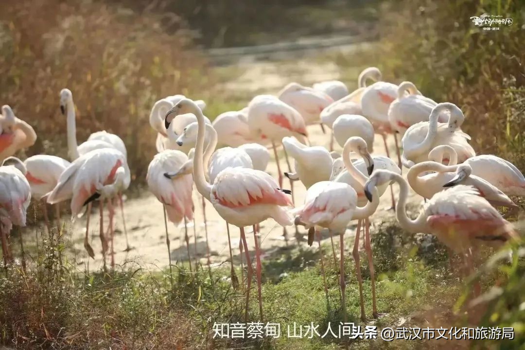 又红又大的草莓欢迎采摘,最近的草莓采摘在哪里