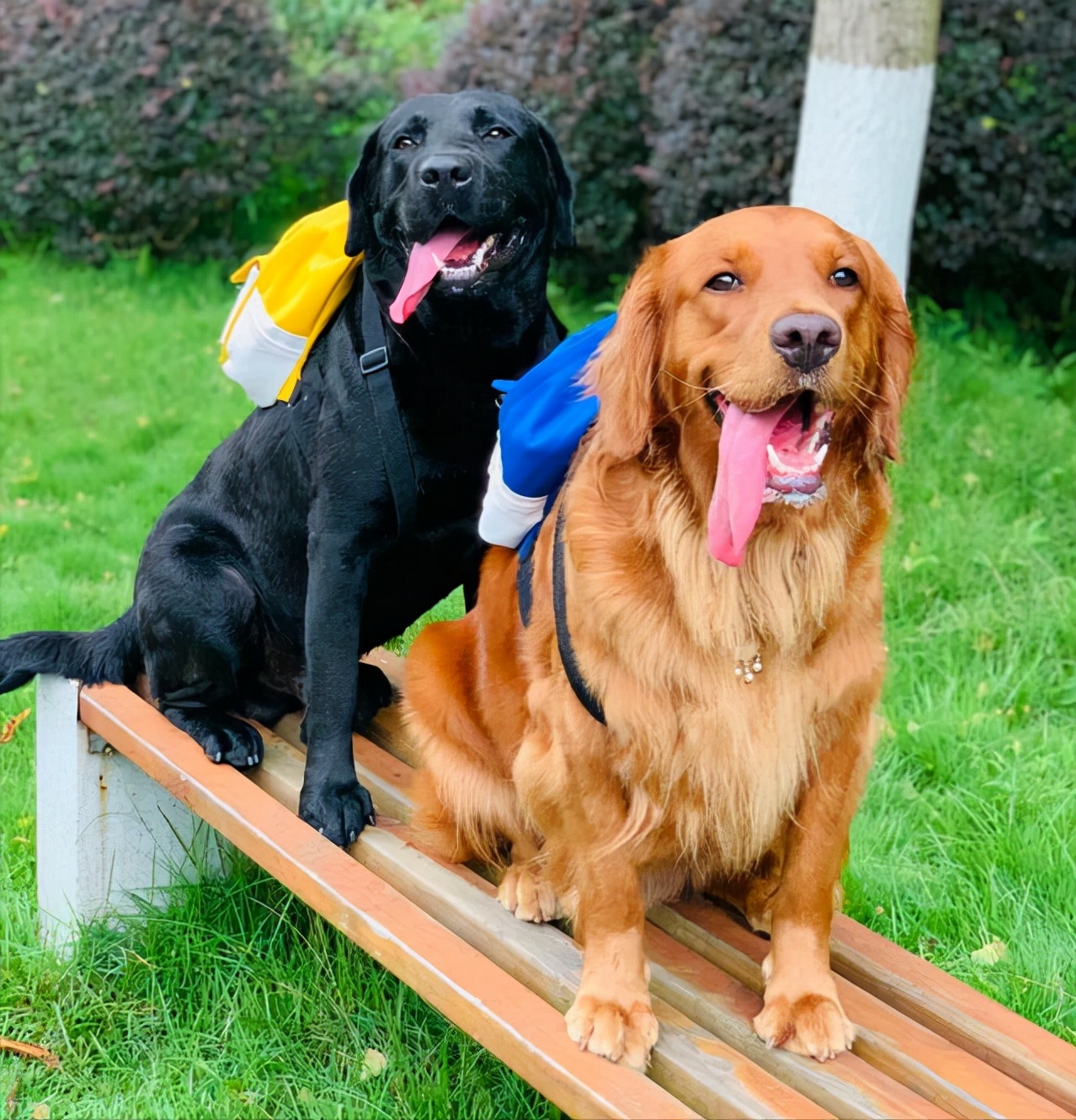 金毛和拉布拉多谁的战斗力更强,金毛和拉布拉多哪个大一些