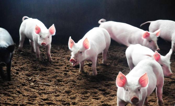 看了致富经破产的人,养殖亏得倾家荡产后改行翻身案例