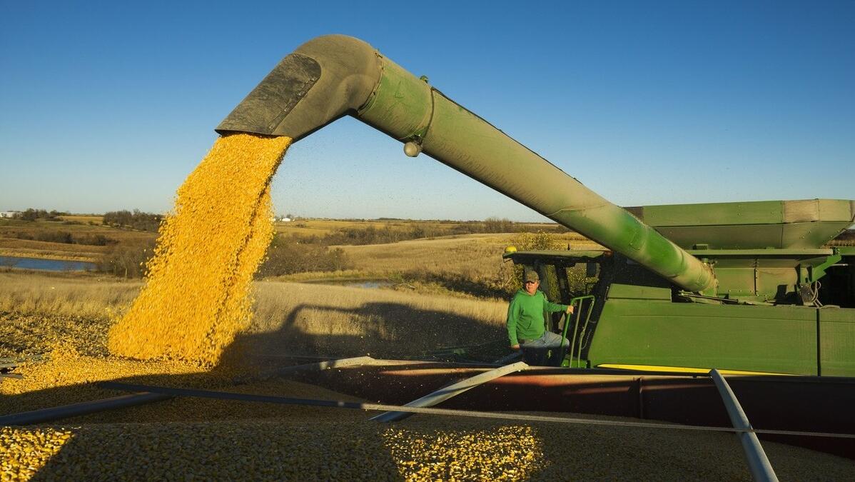 美玉米未来价格,美玉米暴跌利好中国农产品吗