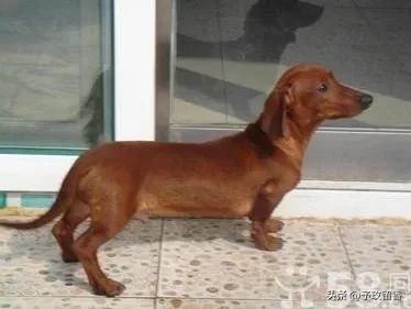 狗的种类常见宠物狗的品种及特点,宠物狗种类及特点