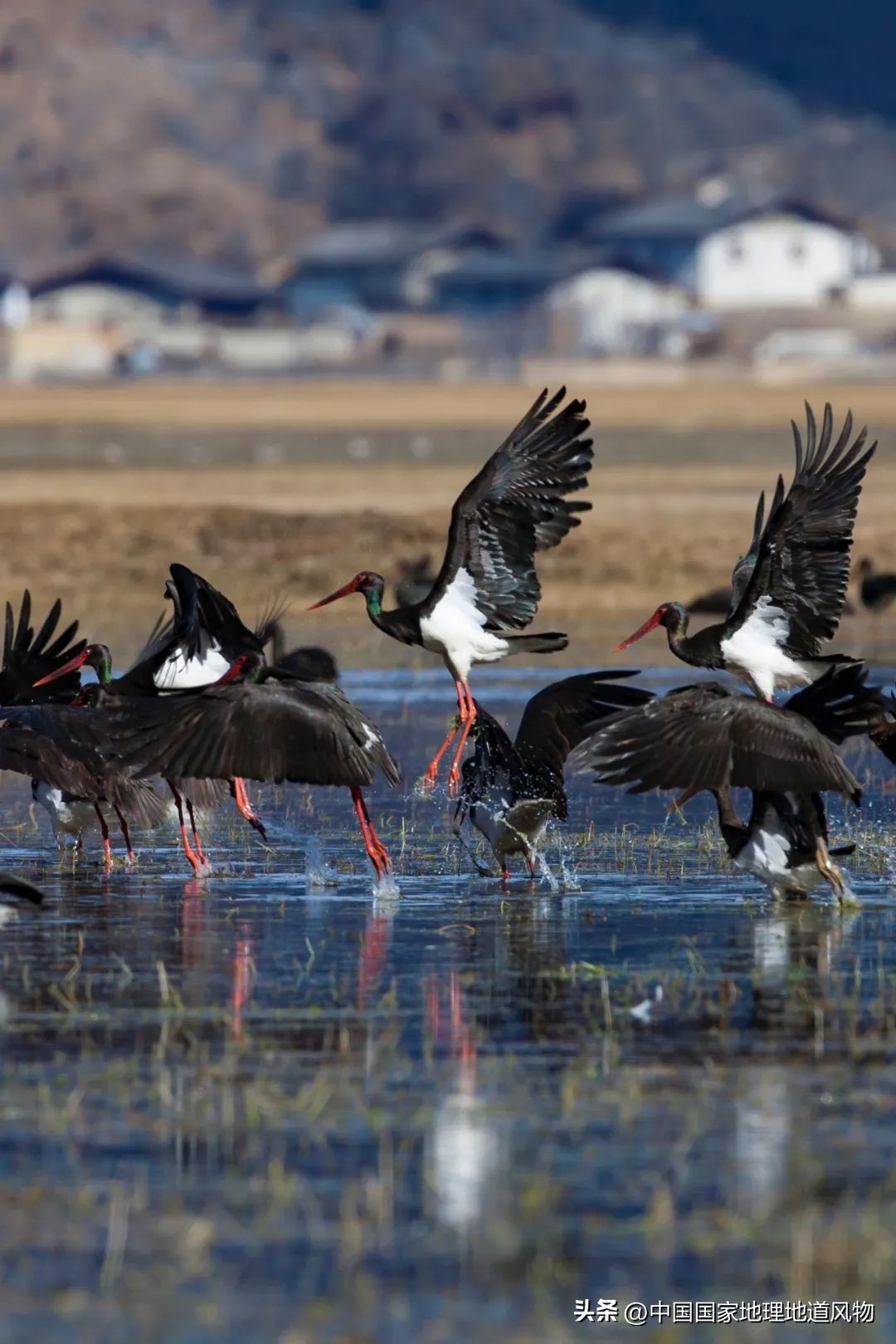 我国哪里盛产火龙果,全国最大的火龙果基地是哪里