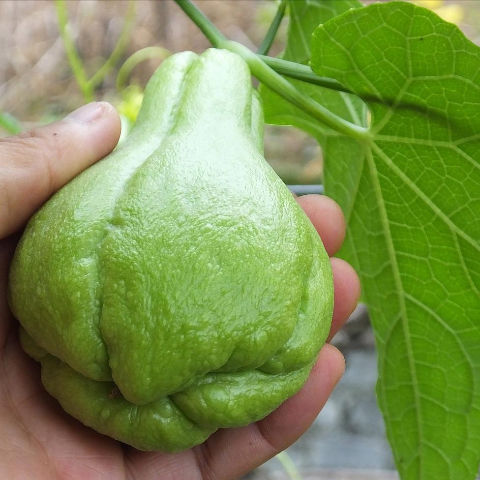 家庭种植最易入门的蔬菜,菜园常种的蔬菜